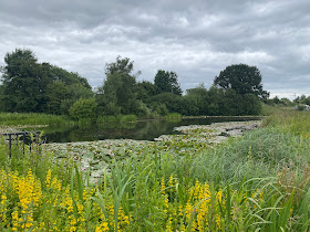 Pikes Water Lilies of Garforth