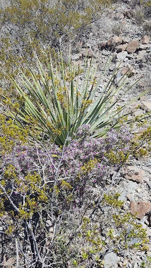 Chihuahuan Desert Nature Park - photo 24