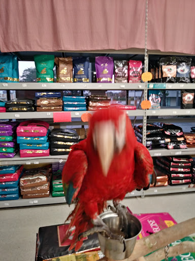 Pet Store «Petland Plano», reviews and photos, 1301 Custer Rd #405, Plano, TX 75075, USA