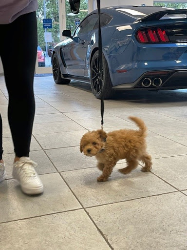 Ford Dealer «Maplecrest Ford of Mendham», reviews and photos, 102 E Main St, Mendham, NJ 07945, USA