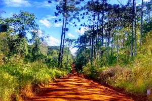 National Capão Bonito Forest image