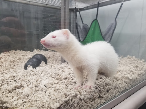 Pet Supply Store «Pet Supplies Plus», reviews and photos, 319 Massachusetts Ave, Lunenburg, MA 01462, USA