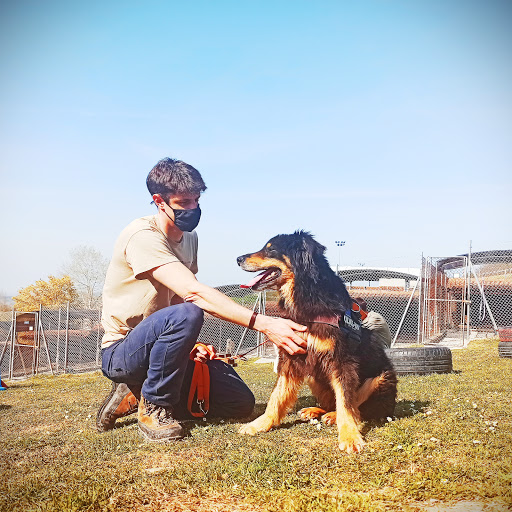 Pensioni per cani e dog hotel a Sanpa Dogs