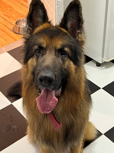 Clínica Veterinaria Ferraz en Madrid