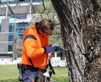 Stump Grinding