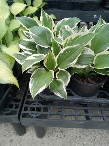 Department Store «Walmart Supercenter», reviews and photos, 1546 Marion-Mt Gilead Rd, Marion, OH 43302, USA