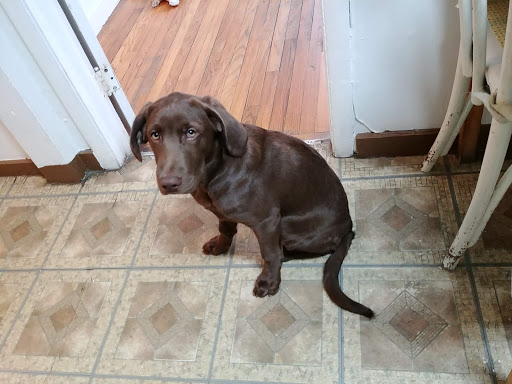 Pet Supply Store «Petco Animal Supplies», reviews and photos, 10 Waterfront Pl, Port Chester, NY 10573, USA