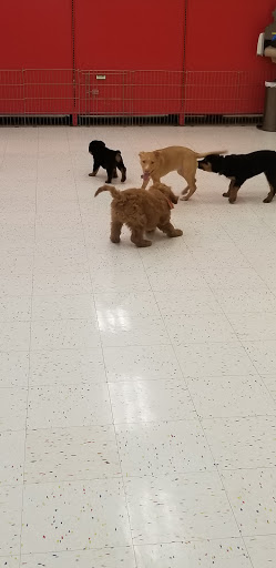 Pet Supply Store «Petco Animal Supplies», reviews and photos, 16095 W Bluemound Rd, Brookfield, WI 53005, USA