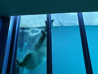 Jegesmedve / Polar bears