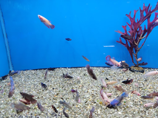 Tropical Fish Store «The Hidden Reef, Inc», reviews and photos, 4501 New Falls Rd, Levittown, PA 19056, USA