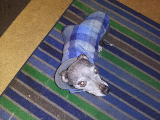 Pet Supply Store «PetSmart», reviews and photos, 20530 E 13 Mile Rd, Roseville, MI 48066, USA