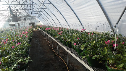 Hi Cotton Greenhouses