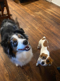 Sunny Spot Dog Sitting - Photo 4 - Car repair in Greer, SC, Greenville