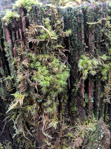 Forestry Service «Hopkins Demonstration Forest», reviews and photos, 16750 S Brockway Rd, Oregon City, OR 97045, USA