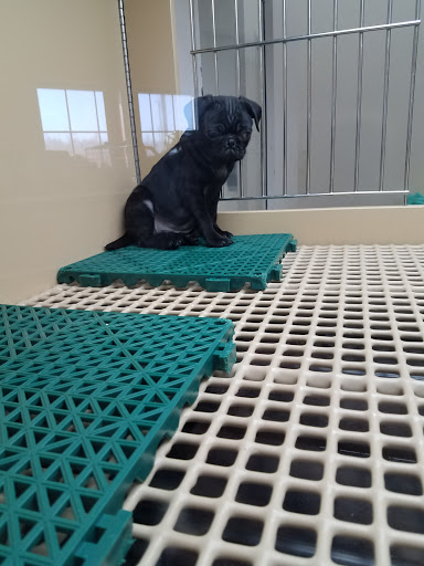 Pet Store «Petland», reviews and photos, 5470 Dixie Hwy, Fairfield, OH 45014, USA