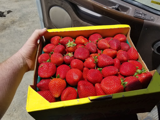 Produce Market «Pedrick Produce», reviews and photos, 6850 Sievers Rd, Dixon, CA 95620, USA