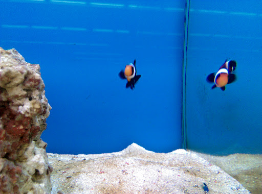 Pet Supply Store «Petco Animal Supplies», reviews and photos, 911 N Stratford Rd c, Moses Lake, WA 98837, USA