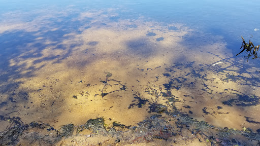 State Park «Parvin State Park», reviews and photos, 701 Almond Rd, Pittsgrove Township, NJ 08318, USA