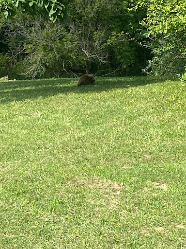 Golf Course «Belle River Golf Course», reviews and photos, 12564 Belle River Rd, Memphis, MI 48041, USA