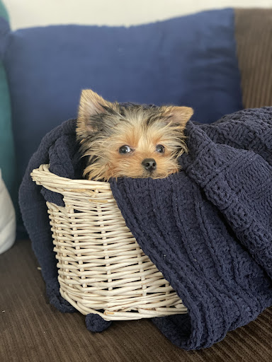 Pet Supply Store «Woof Woof Puppies & Boutique», reviews and photos, 29555 Northwestern Hwy, Southfield, MI 48034, USA