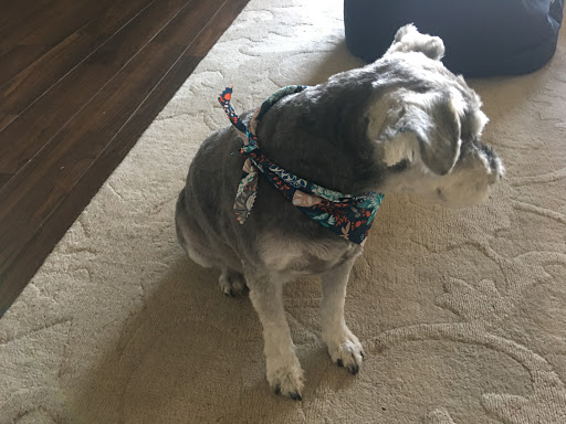 Pet Groomer «Woof Gang Bakery Rockwall», reviews and photos, 832 Steger Towne Rd, Rockwall, TX 75032, USA