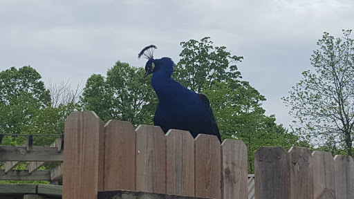 Zoo «Potter Park Zoo», reviews and photos, 1301 S Pennsylvania Ave, Lansing, MI 48912, USA