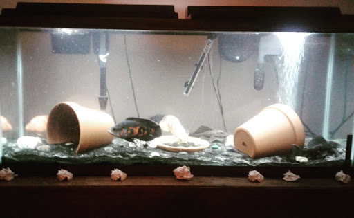 Pet Store «Aqua World Pet Super Center», reviews and photos, 8143 Ohio River Blvd, Pittsburgh, PA 15202, USA