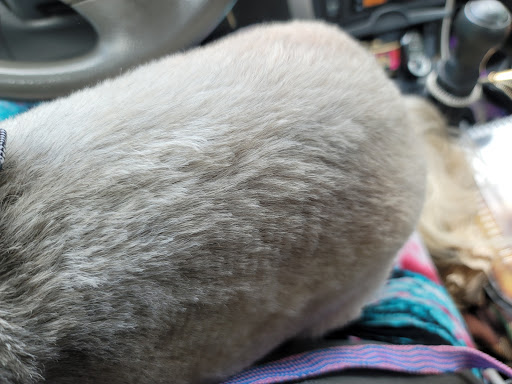 Pet Store «Oak Clips Pet Boutique & Grooming», reviews and photos, 502 N Edgefield Ave, Dallas, TX 75208, USA