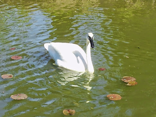 Zoo «Detroit Zoo», reviews and photos, 8450 W 10 Mile Rd, Royal Oak, MI 48067, USA