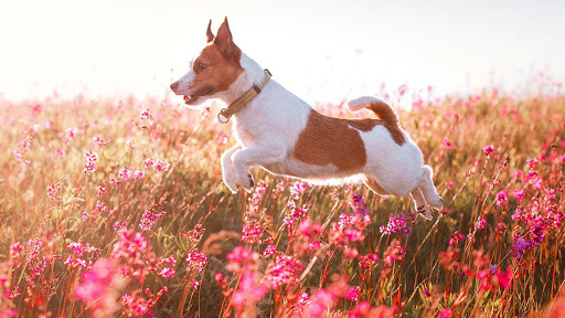 3851 Wekiva Springs Rd, Longwood, FL 32779, USA