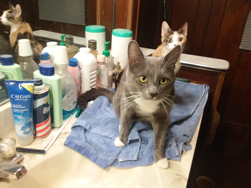 Pet Supply Store «Pet Needs Etc», reviews and photos, 5664 N Telegraph Rd, Dearborn Heights, MI 48127, USA