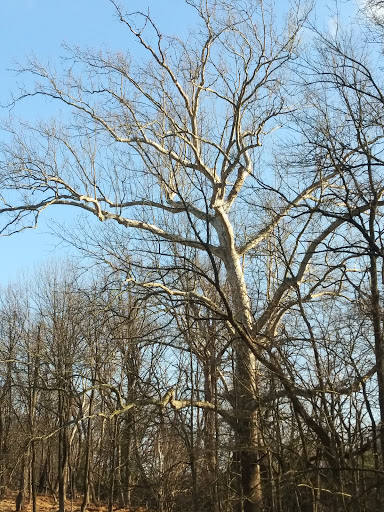 National Park «Hampton National Historic Site», reviews and photos, 535 Hampton Ln, Towson, MD 21286, USA