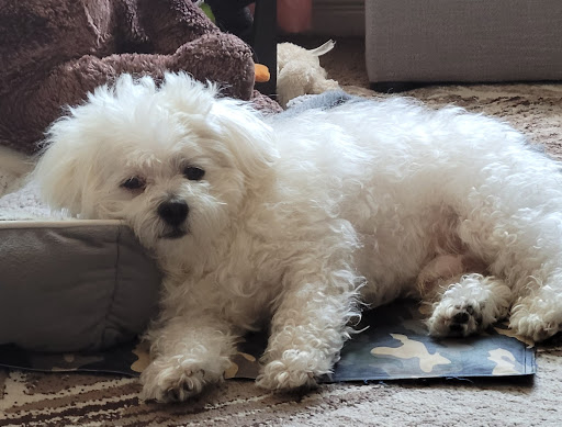 Pet Supply Store «PetSmart», reviews and photos, 730 S Sepulveda Blvd, El Segundo, CA 90245, USA