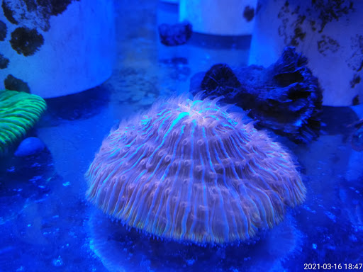Aquarium Shop «Total Fish & Pets», reviews and photos, 137 Valley Blvd, Alhambra, CA 91801, USA