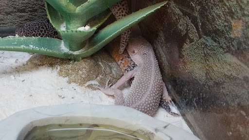 Pet Supply Store «Petco Animal Supplies», reviews and photos, 3591 Washington Blvd, Halethorpe, MD 21227, USA