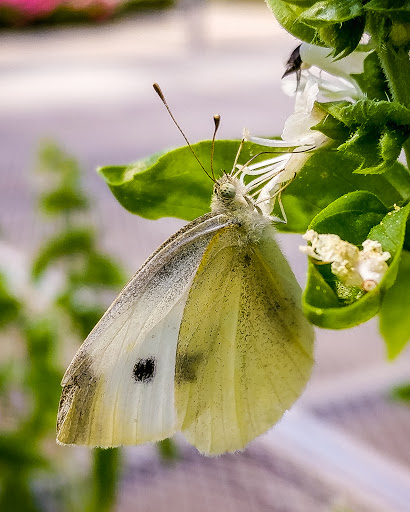 Florist «Sykes the Florist and Greenhouses», reviews and photos, 1300 Lawrence St, Lowell, MA 01852, USA