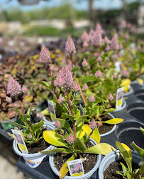 Randy's Lakeview Nursery & Stone - Photo 5 - Car repair in Lee's Summit, MO, Independence