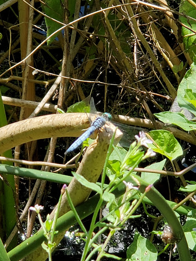 Park «Waterworks Gardens», reviews and photos, Oakesdale Ave SW, Renton, WA 98057, USA