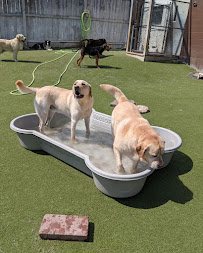 Ruffner's Luxury Pet Boarding - Photo 9 - Car repair in St. Charles, IL, Aurora