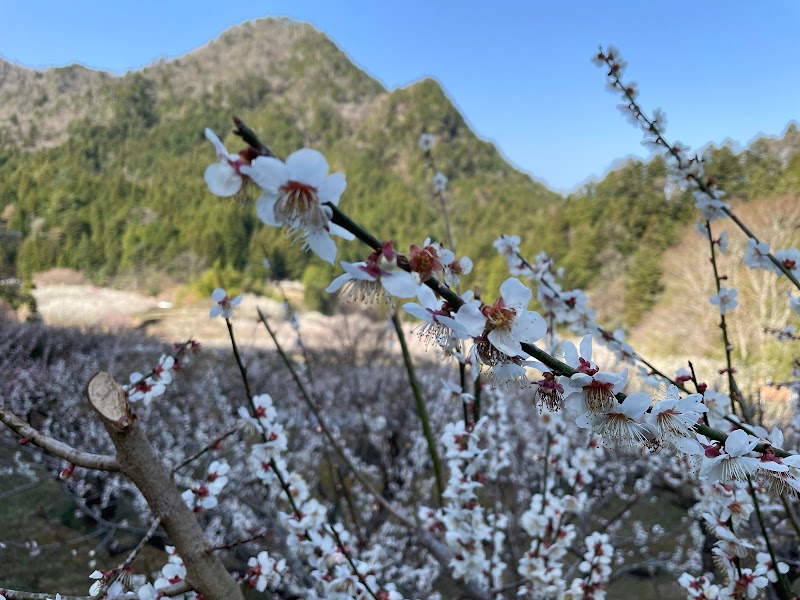 川売の梅花