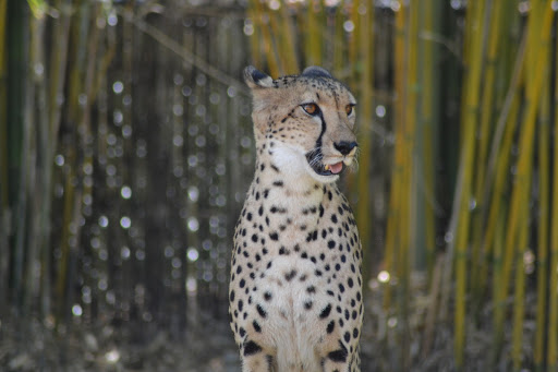 Roller Coaster «Cheetah Hunt», reviews and photos, 10165 N Malcolm McKinley Dr, Tampa, FL 33612, USA