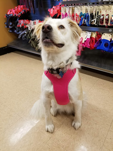 Pet Supply Store «Petco Animal Supplies», reviews and photos, 205 Washington St #11, Hudson, MA 01749, USA