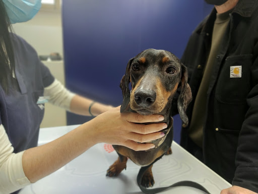 Clínica Veterinaria del Mar - Sicília en Barcelona