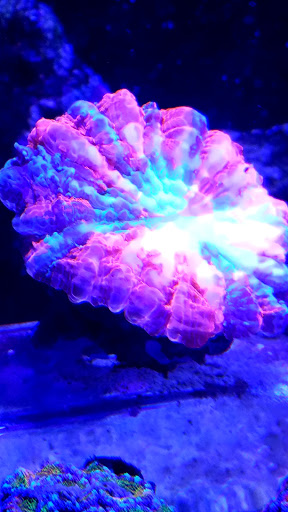 Tropical Fish Store «Beyond the Reef», reviews and photos, 205 W Golf Rd, Schaumburg, IL 60195, USA