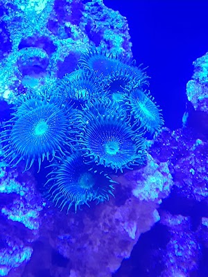 Treasures of the Sea - photo 41
