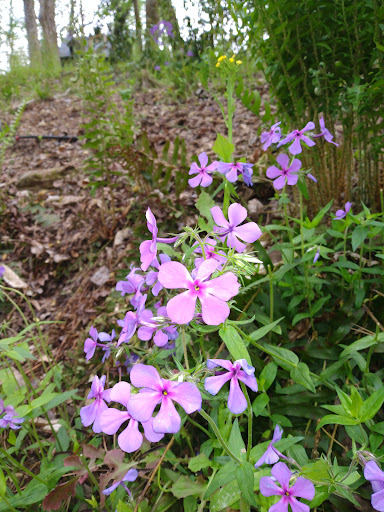 Nature Preserve «Fernbank Forest», reviews and photos, 767 Clifton Rd, Atlanta, GA 30307, USA
