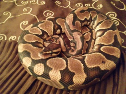 Pet Store «Fish Bowl Aquarium & Pet Mart», reviews and photos, 425 Pleasant St # 21, Fall River, MA 02721, USA