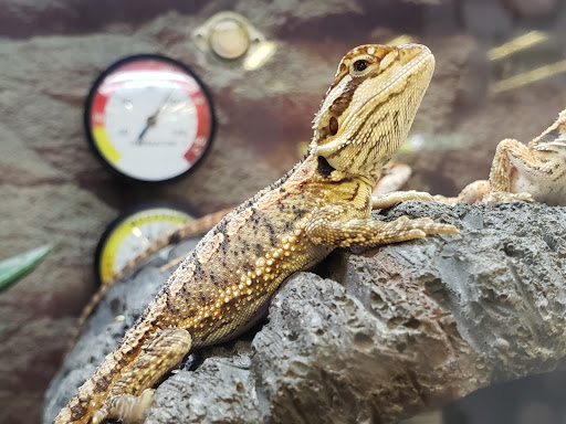 Pet Supply Store «Petco Animal Supplies», reviews and photos, 17200 Southcenter Pkwy #100, Tukwila, WA 98188, USA