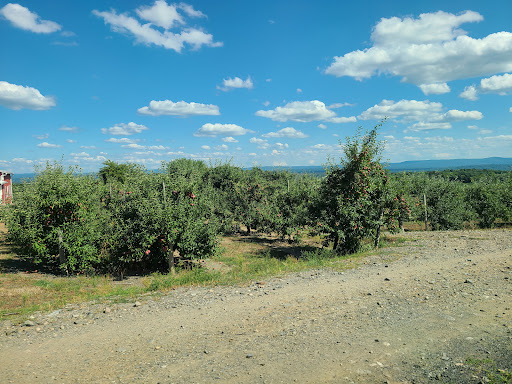 Orchard «Weed Orchards & Winery», reviews and photos, 43 Mt Zion Rd, Marlboro, NY 12542, USA