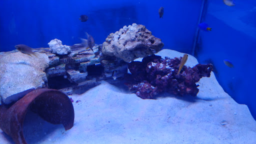 Tropical Fish Store «Elegant Reef - Tropical Fish Studio», reviews and photos, 301 W Nakoma Dr, San Antonio, TX 78216, USA